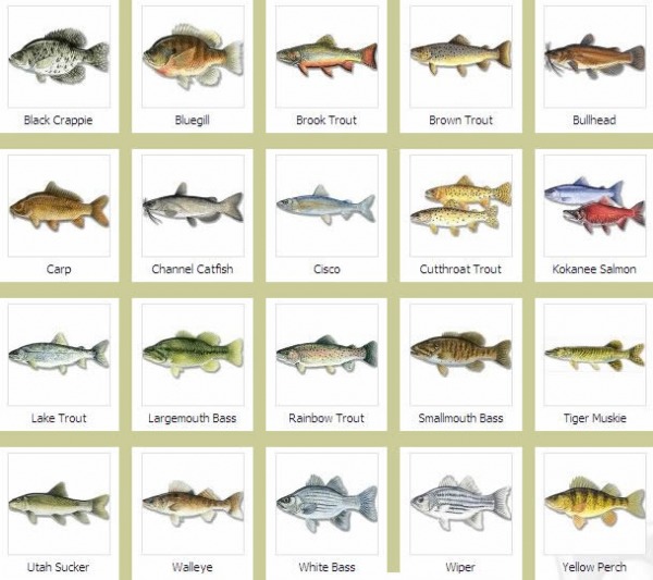 Similiar Fish Names Keywords